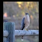 hawk